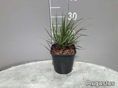 Calamagrostis acut. 'Overdam' geen maat specificatie cont. 2,0L - image 4