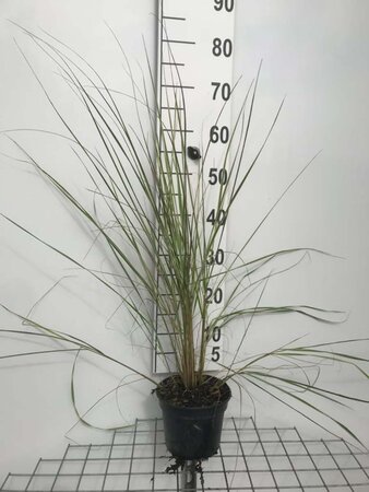 Calamagrostis acut. 'Overdam' geen maat specificatie cont. 2,0L - image 6