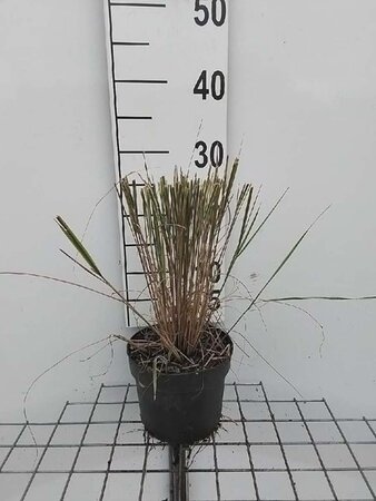 Calamagrostis acut. 'Overdam' geen maat specificatie cont. 2,0L - image 8