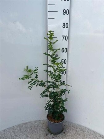 Caragana arborescens 40-60 cm cont. 2,0L