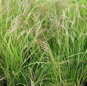 Calamagrostis arundinacea = Anemanthele lessioniana= Stipa arund. geen maat specificatie 0,55L/P9cm - afbeelding 2