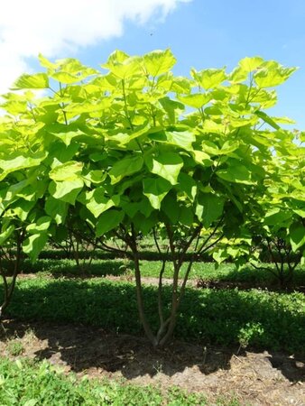 Catalpa bignonioides 'Aurea' 200-250 cm draadkluit meerstammig