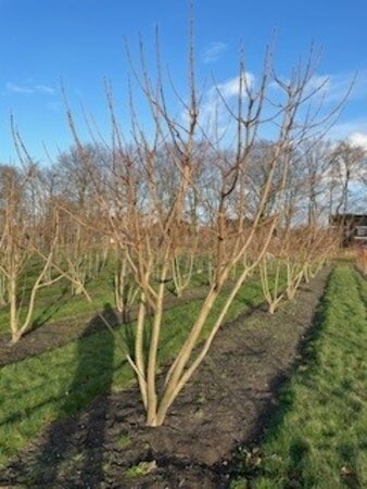 Catalpa bignonioides 'Aurea' 250-300 cm draadkluit meerstammig - afbeelding 2