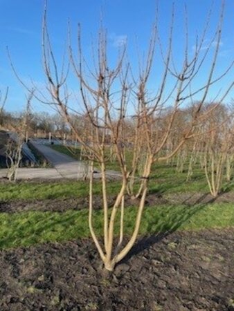 Catalpa bignonioides 'Aurea' 250-300 cm draadkluit meerstammig - afbeelding 3