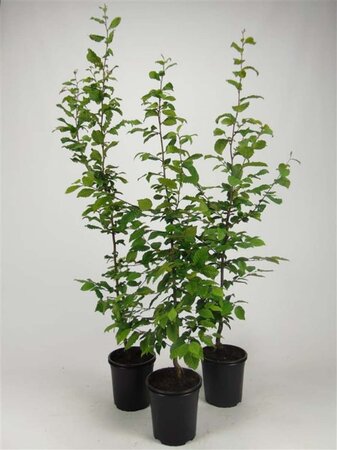 Carpinus betulus 100-125 cm cont. 2,5L - afbeelding 1