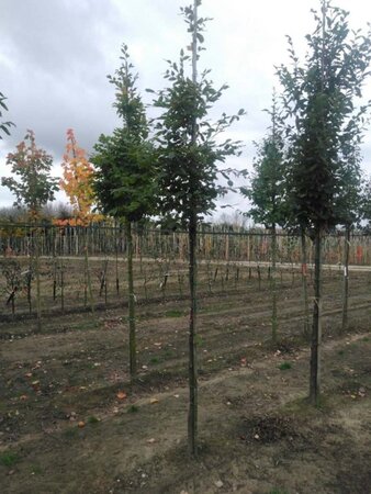 Carpinus betulus 10-12 Hoogstam wortelgoed - afbeelding 5