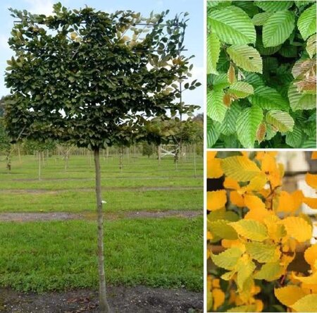 Carpinus betulus 10-12 Hoogstam wortelgoed - afbeelding 2