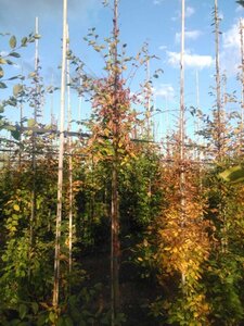 Carpinus betulus 10-12 Hoogstam wortelgoed - afbeelding 7