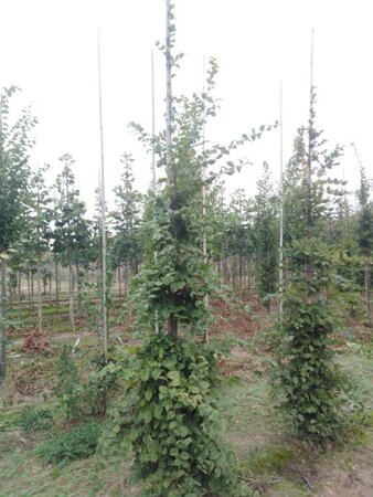 Carpinus betulus 10-12 cm wortelgoed geveerd - afbeelding 2