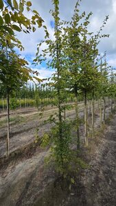 Carpinus betulus 10-12 cm wortelgoed geveerd - afbeelding 1