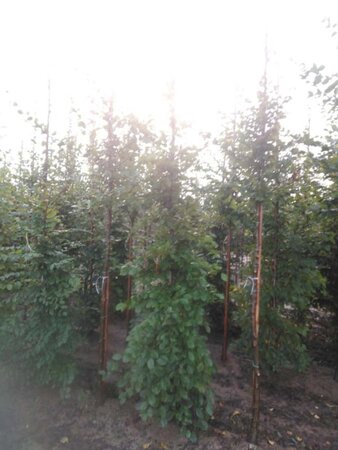 Carpinus betulus 10-12 cm wortelgoed geveerd - afbeelding 3