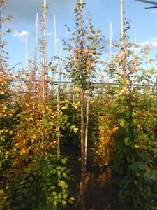 Carpinus betulus 12-14 Hoogstam wortelgoed 2 X verplant - afbeelding 6