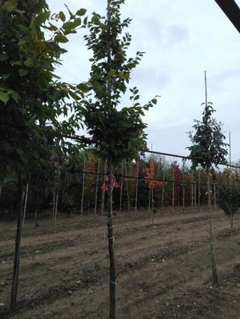 Carpinus betulus 12-14 Hoogstam wortelgoed 2 X verplant - afbeelding 1