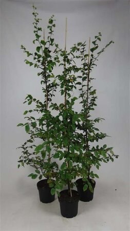 Carpinus betulus 125-150 cm cont. 5,0L met stok