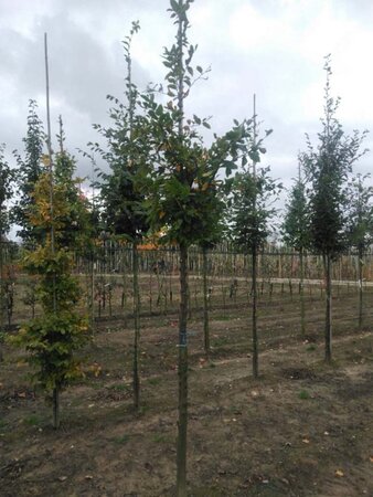 Carpinus betulus 14-16 Hoogstam wortelgoed 2 X verplant - afbeelding 2