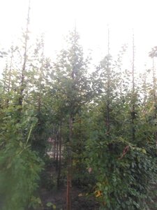 Carpinus betulus 14-16 Hoogstam wortelgoed 2 X verplant - afbeelding 4