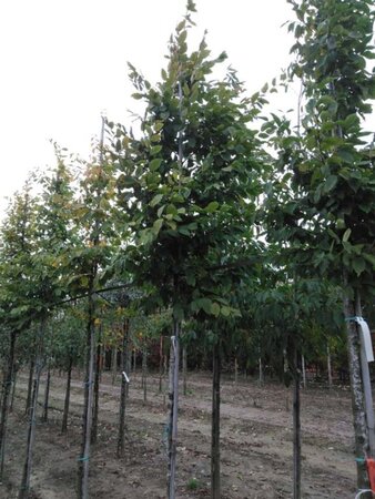 Carpinus betulus 14-16 Hoogstam wortelgoed 2 X verplant - afbeelding 3