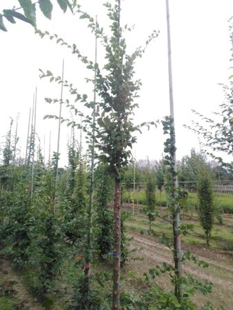 Carpinus betulus 14-16 Hoogstam wortelgoed 2 X verplant - afbeelding 5