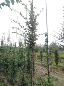 Carpinus betulus 14-16 Hoogstam wortelgoed 2 X verplant - afbeelding 5