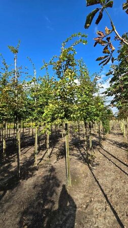 Carpinus betulus 14-16 Hoogstam wortelgoed 2 X verplant - afbeelding 1