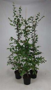 Carpinus betulus 150-175 cm cont. 5,0L met stok