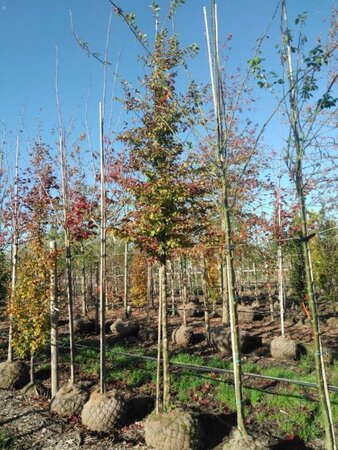 Carpinus betulus 16-18 Hoogstam draadkluit 3 X verplant - afbeelding 1