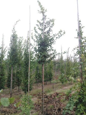 Carpinus betulus 16-18 Hoogstam draadkluit 3 X verplant - afbeelding 2