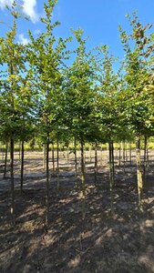 Carpinus betulus 18-20 Hoogstam draadkluit 3 X verplant - afbeelding 1