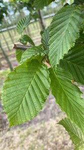 Carpinus betulus 18-20 Hoogstam draadkluit 3 X verplant - afbeelding 2