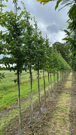 Carpinus betulus 18-20 Hoogstam draadkluit 3 X verplant - afbeelding 3