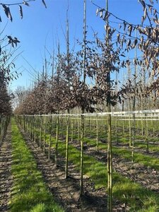 Carpinus betulus 18-20 Hoogstam draadkluit 3 X verplant - afbeelding 4