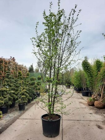 Carpinus betulus 300-350 cm container meerstammig - afbeelding 1