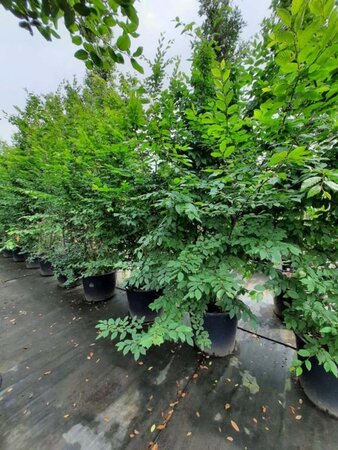 Carpinus betulus 300-350 cm container meerstammig - afbeelding 2