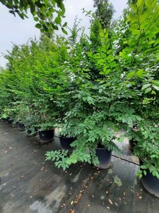 Carpinus betulus 300-350 cm container meerstammig - afbeelding 2