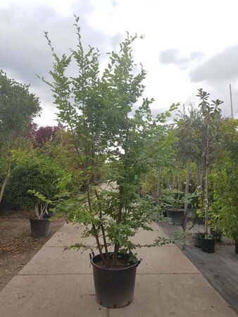 Carpinus betulus 300-350 cm container meerstammig - afbeelding 3