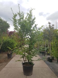 Carpinus betulus 300-350 cm container meerstammig - afbeelding 3