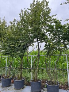 Carpinus betulus 350-400 cm draadkluit meerstammig - afbeelding 2