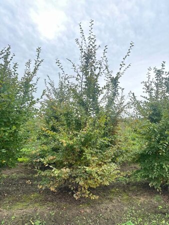 Carpinus betulus 350-400 cm draadkluit meerstammig - afbeelding 3