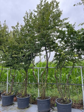 Carpinus betulus 350-400 cm WRB multi-stem - image 2