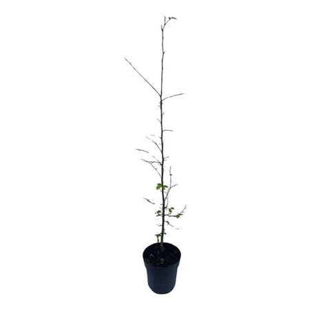 Carpinus betulus 40-60 cm cont. 2,5L - afbeelding 1