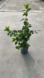 Carpinus betulus 40-60 cm cont. 2,5L - afbeelding 2