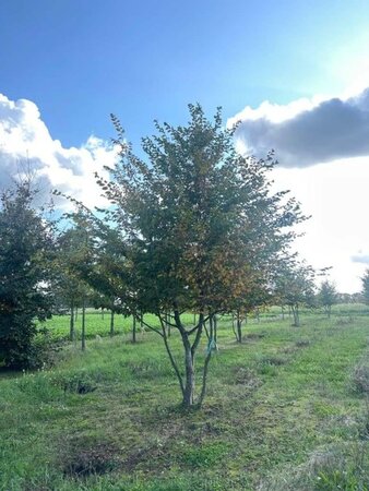 Carpinus betulus 600-700 cm draadkluit meerstammig - afbeelding 1