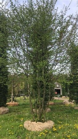 Carpinus betulus 600-700 cm draadkluit meerstammig - afbeelding 2