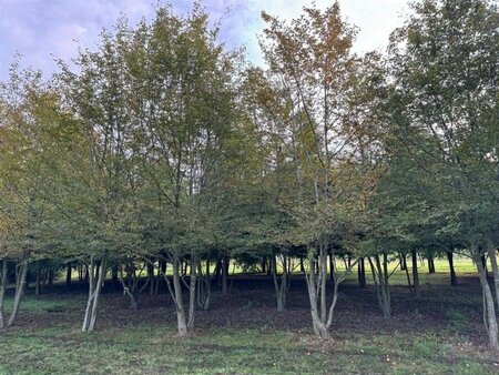 Carpinus betulus 600-700 cm draadkluit meerstammig - afbeelding 4