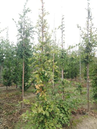 Carpinus betulus 6-8 cm wortelgoed geveerd - afbeelding 2