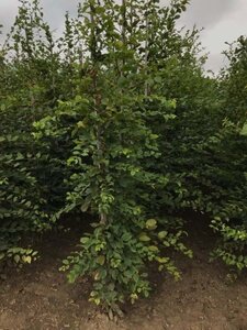 Carpinus betulus 6-8 cm wortelgoed geveerd - afbeelding 7