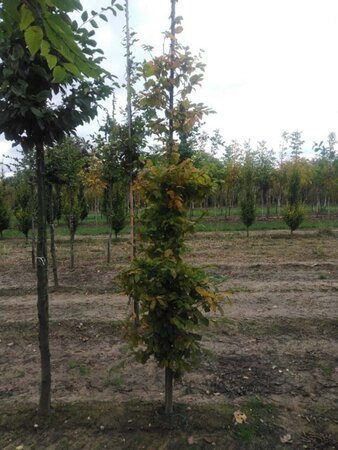 Carpinus betulus 6-8 cm wortelgoed geveerd - afbeelding 3