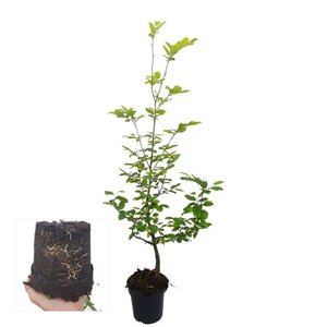 Carpinus betulus 80-100 cm cont. 2,5L - afbeelding 1