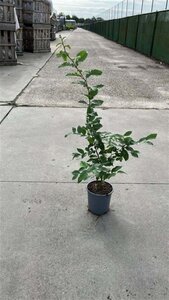 Carpinus betulus 80-100 cm cont. 2,5L - afbeelding 4