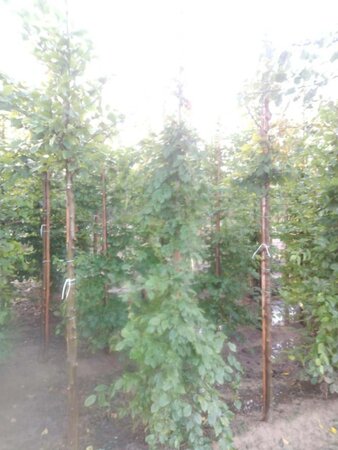 Carpinus betulus 8-10 cm wortelgoed geveerd - afbeelding 1